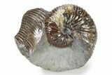 Iridescent Ammonite (Hoploscaphites) Fossil - Montana #316579-1